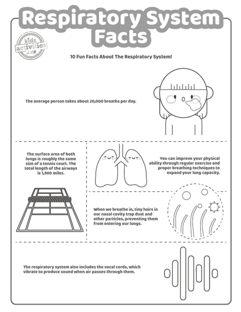Super cool facts about the respiratory system for kids who love learning kids activities blog