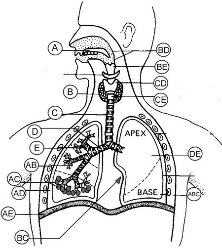 Respiratory system quiz respiratory system anatomy coloring book human anatomy and physiology