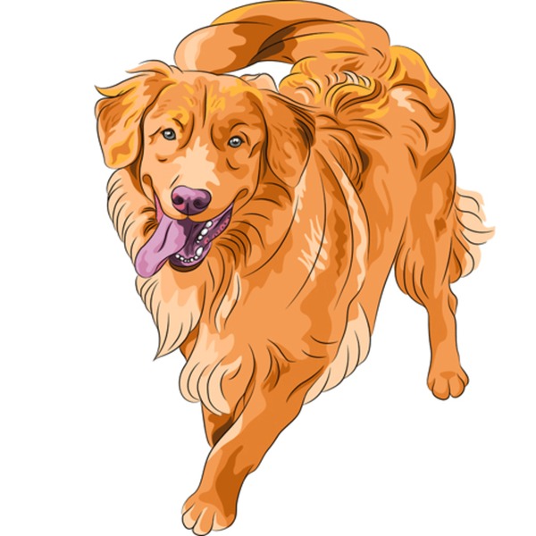 Retriever de nueva escocia over royalty