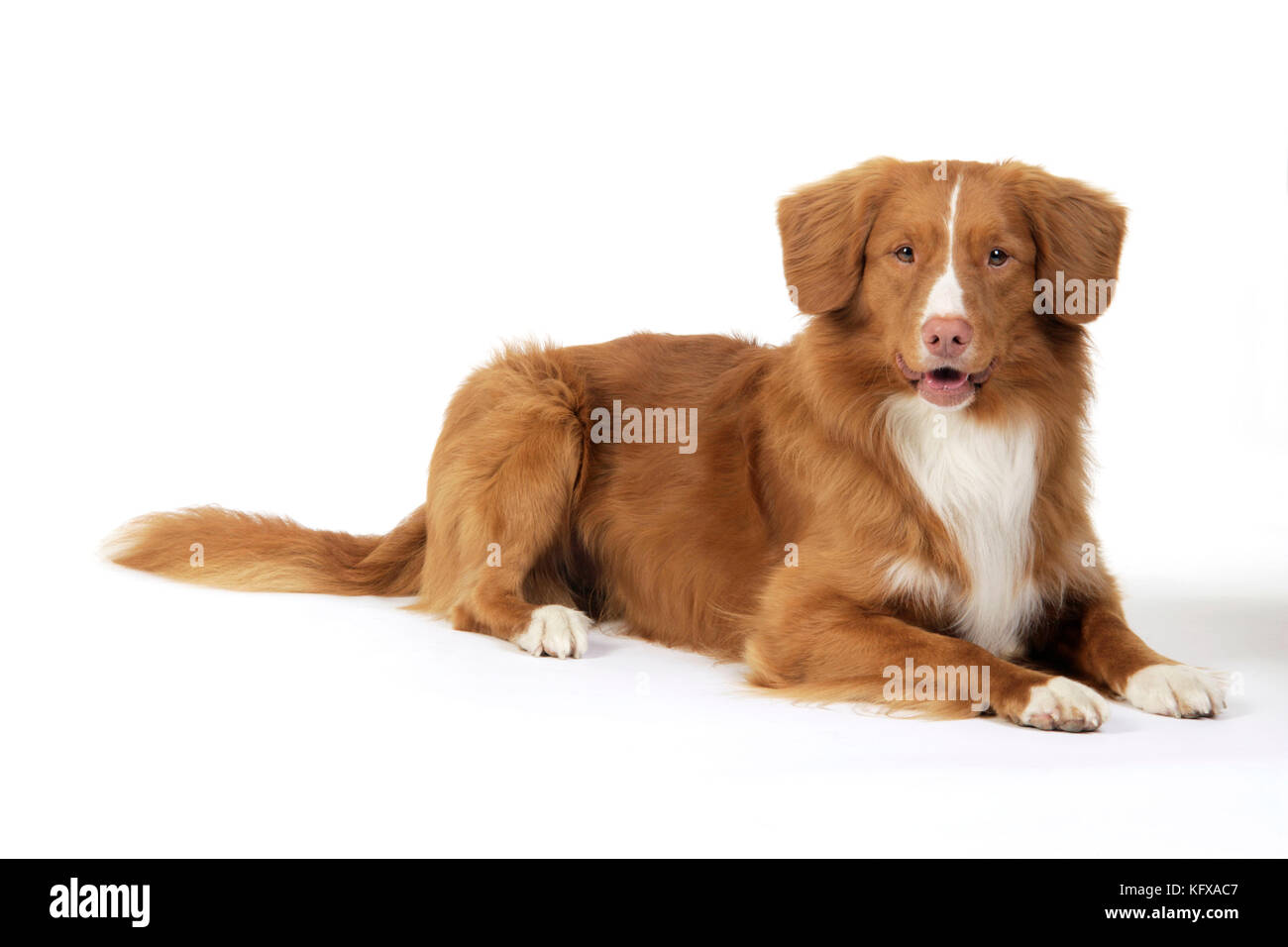 Nova scotia duck tolling retriever dog imãgen recortadas de stock