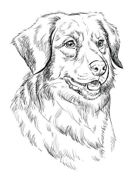 Retriever de nueva escocia ilustraciones de stock grãficos vectoriales libres de derechos y clip art