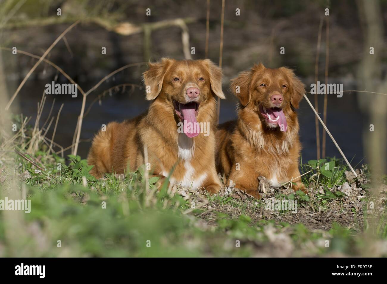 Toller dog fotografãas e imãgen de alta roluciãn