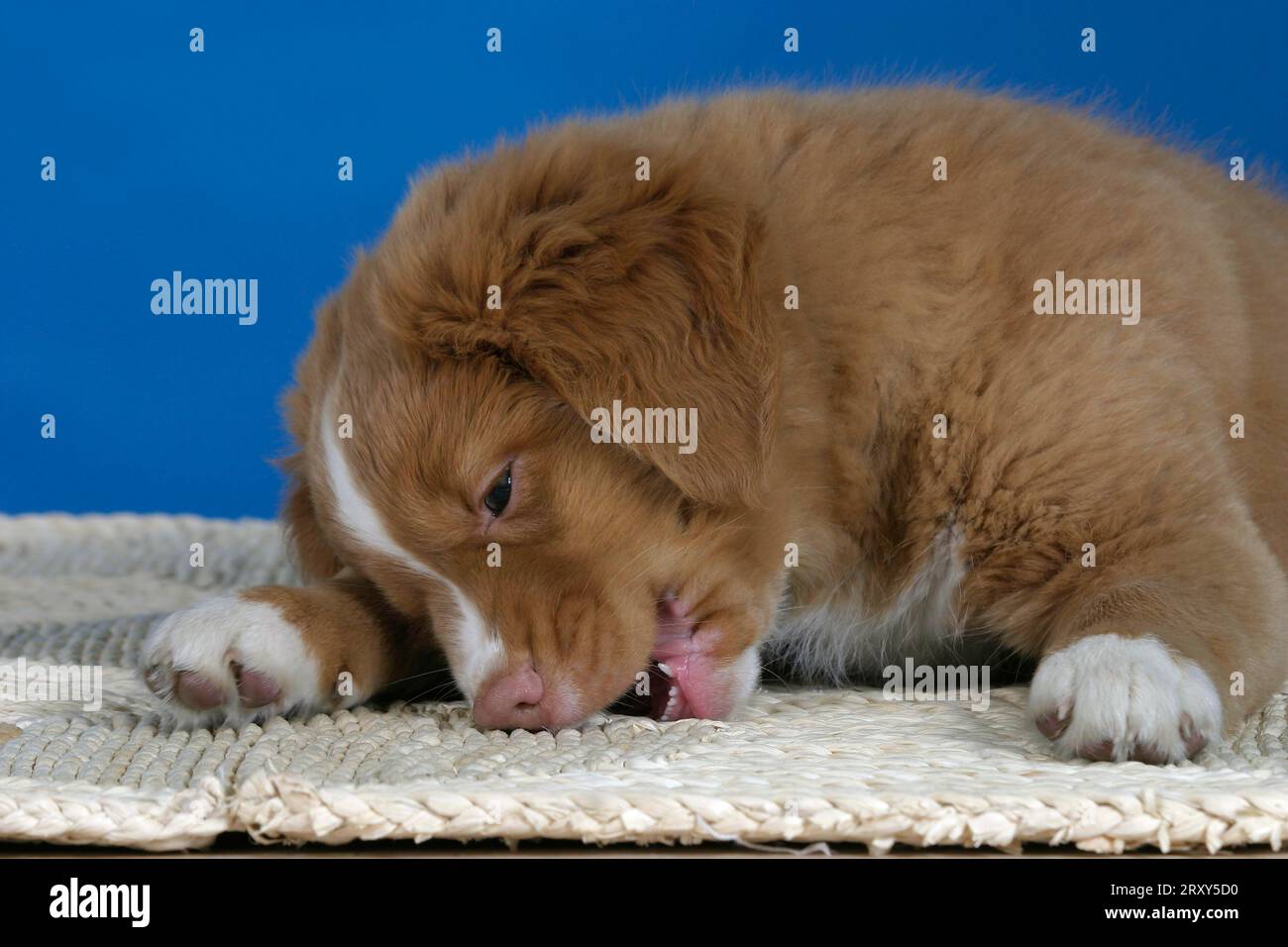 Nova scotia duck tolling retriever fotografãas e imãgen de alta roluciãn