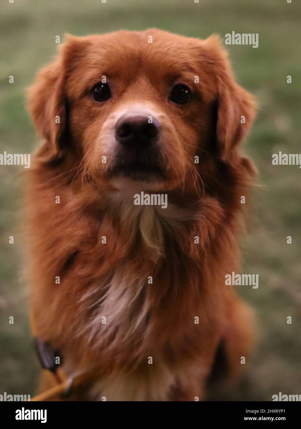 Nova scotia duck tolling retriever fotografãas e imãgen de alta roluciãn
