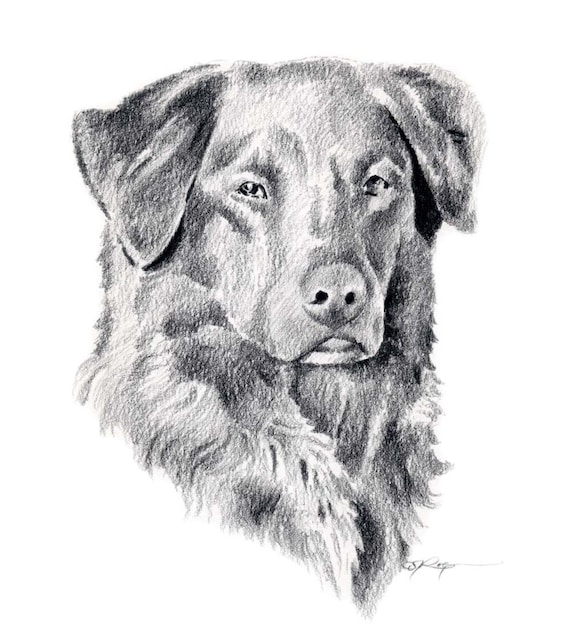 Nueva escocia duck tolling retriever lãpiz dibujo arte impresiãn por artista d j rogers