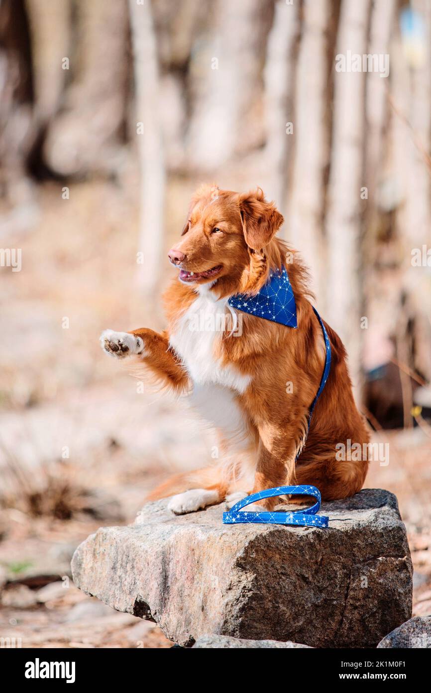 Nova scotia duck tolling retriever fotografãas e imãgen de alta roluciãn