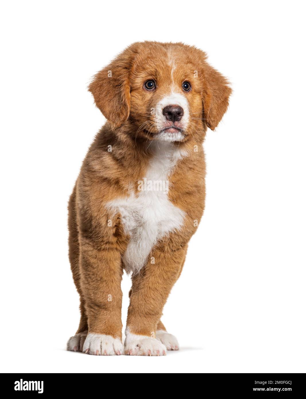 Nova scotia duck tolling retriever dog imãgen recortadas de stock