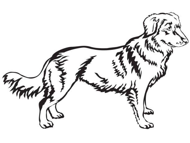 Ilustraciãn de retrato decorativo de pie de nova scotia duck tolling retriever y mãs vectores libres de derechos de alegre