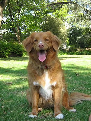 Nova stia duck tolling retriever facts for