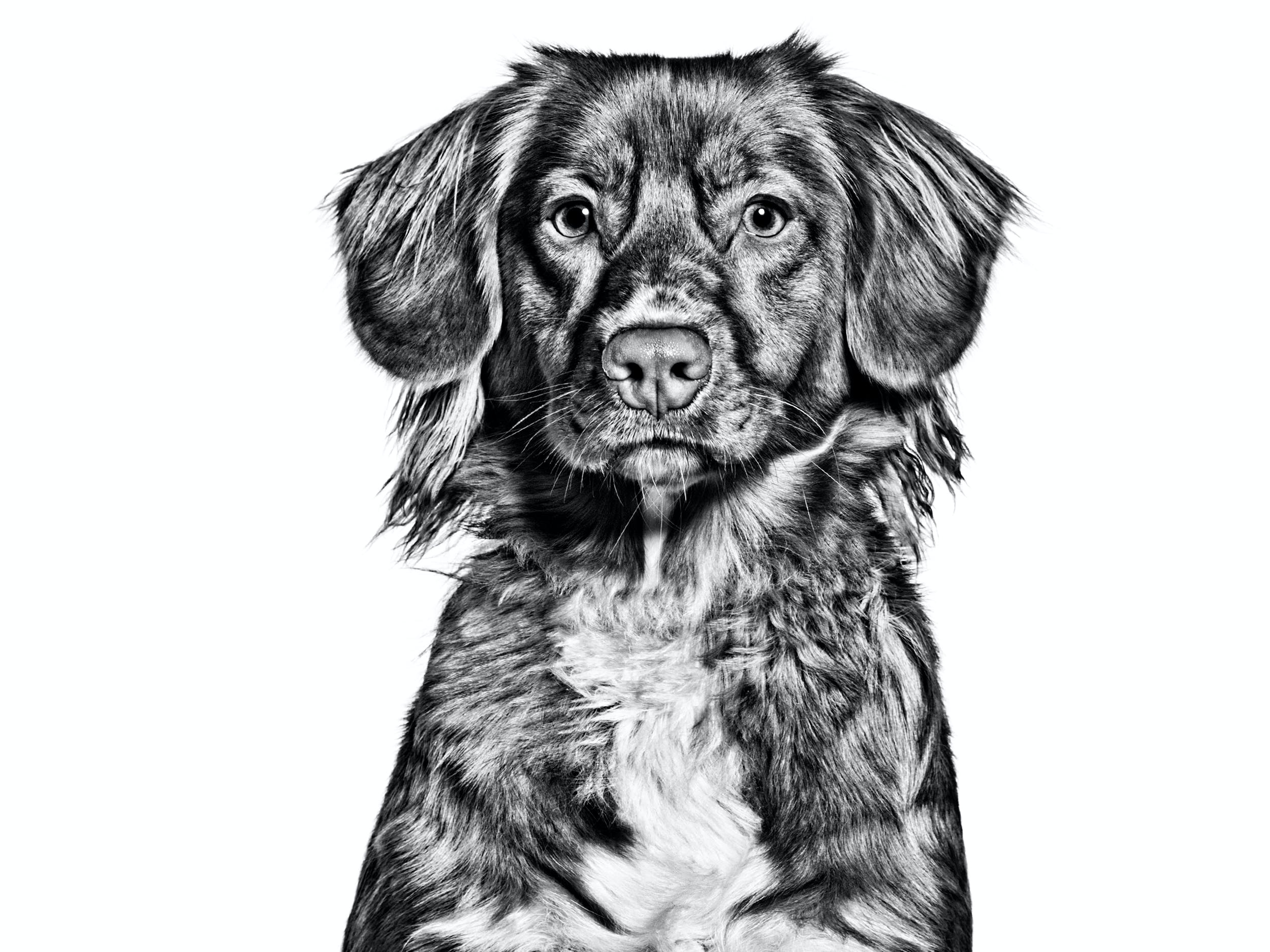 Nova scotia duck tolling retriever royal canin