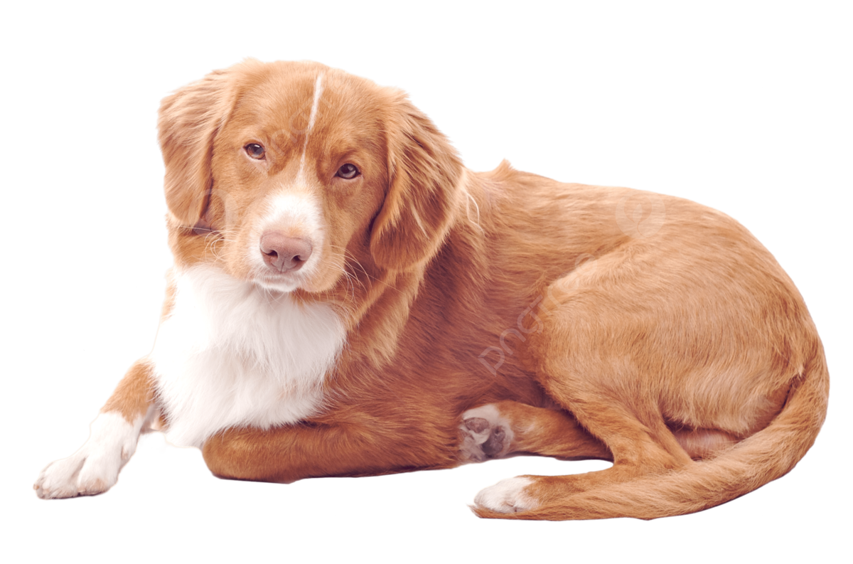 Peaje de nueva cocia blanco png ãºnico tudio cachorro png imagen para dcarga gratuita
