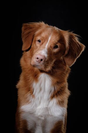 Scotia nova duck tolling retriever imãgen y fotos