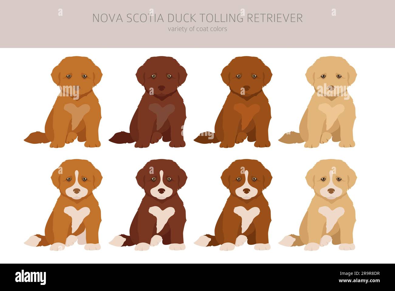 Nova scotia duck tolling retriever puppy fotografãas e imãgen de alta roluciãn