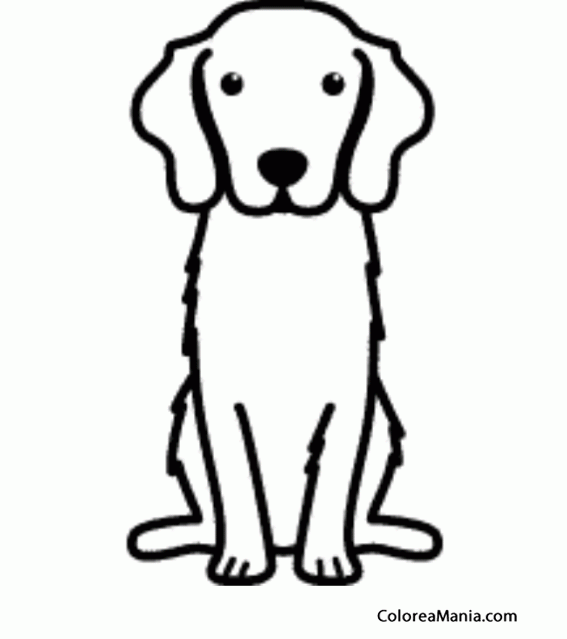 Colorear silueta perro retriever de nueva escocia animales domãsticos dibujo para colorear gratis