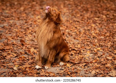 Imãgenes fotos de stock objetos en d y vectores sobre nova scotia duck tolling retriever puppy