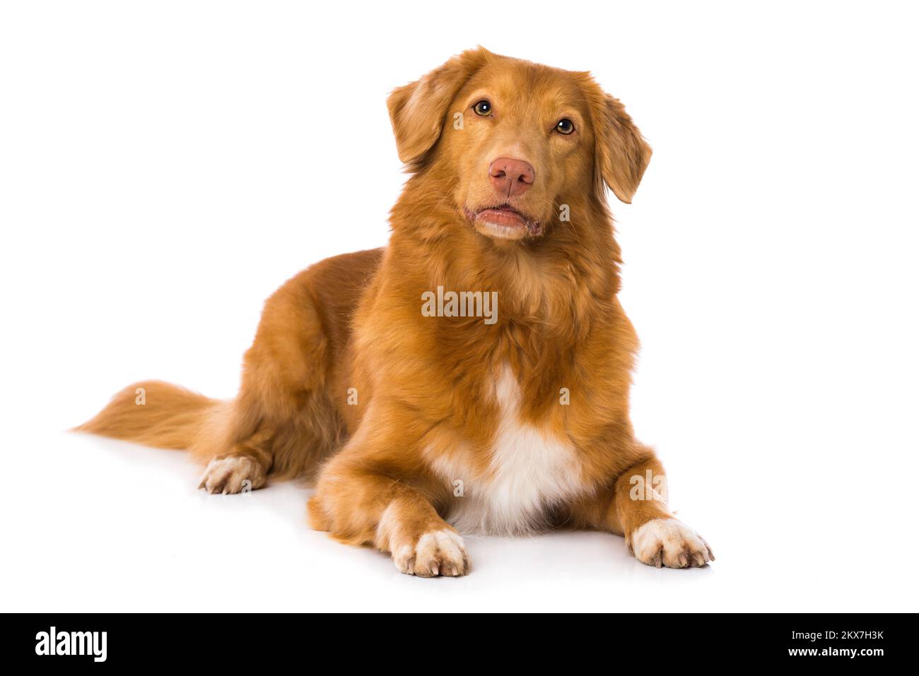 Nova scotia duck tolling retriever dog imãgen recortadas de stock