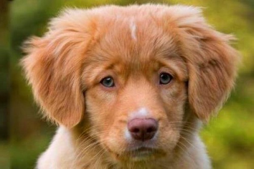 Retriever de nueva escocia caracterãsticas fotos pelo colorâ