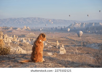 Imãgenes fotos de stock objetos en d y vectores sobre nova scotia duck tolling retriever puppy