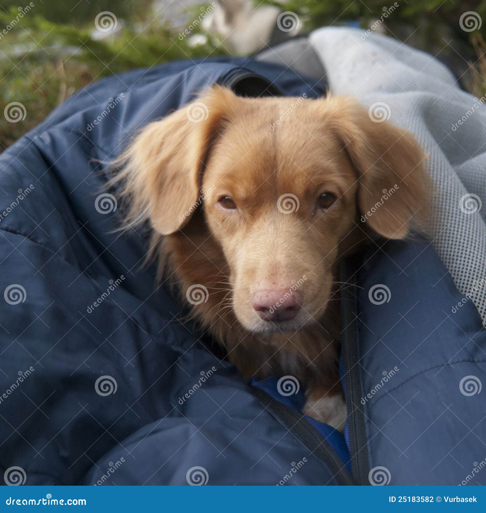 Slleping stock photos