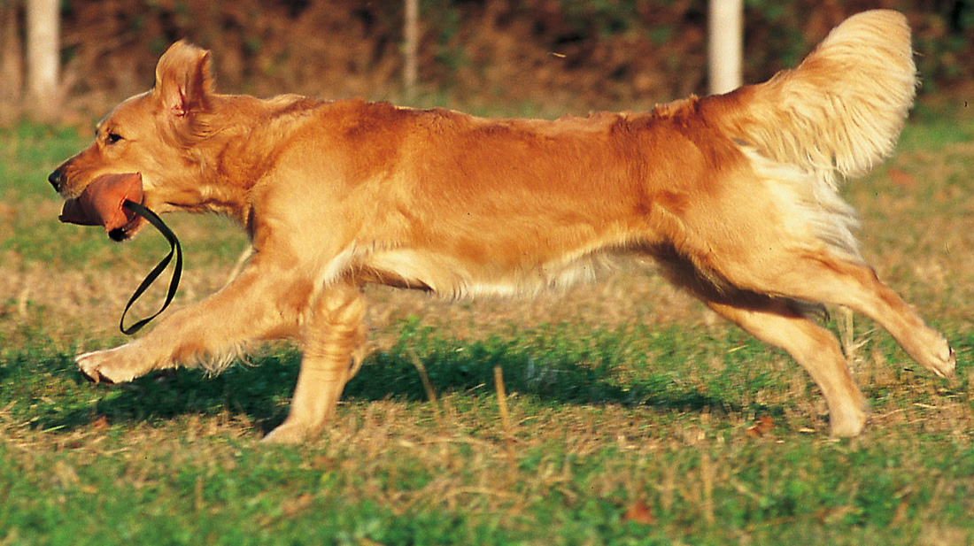 El golden retriever
