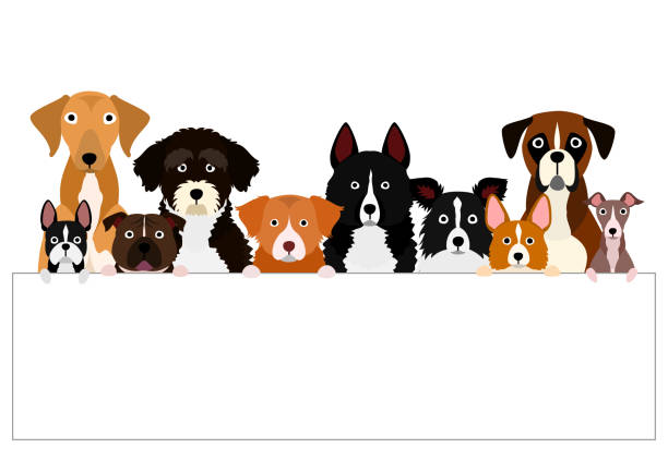 Retriever de nueva escocia ilustraciones de stock grãficos vectoriales libres de derechos y clip art
