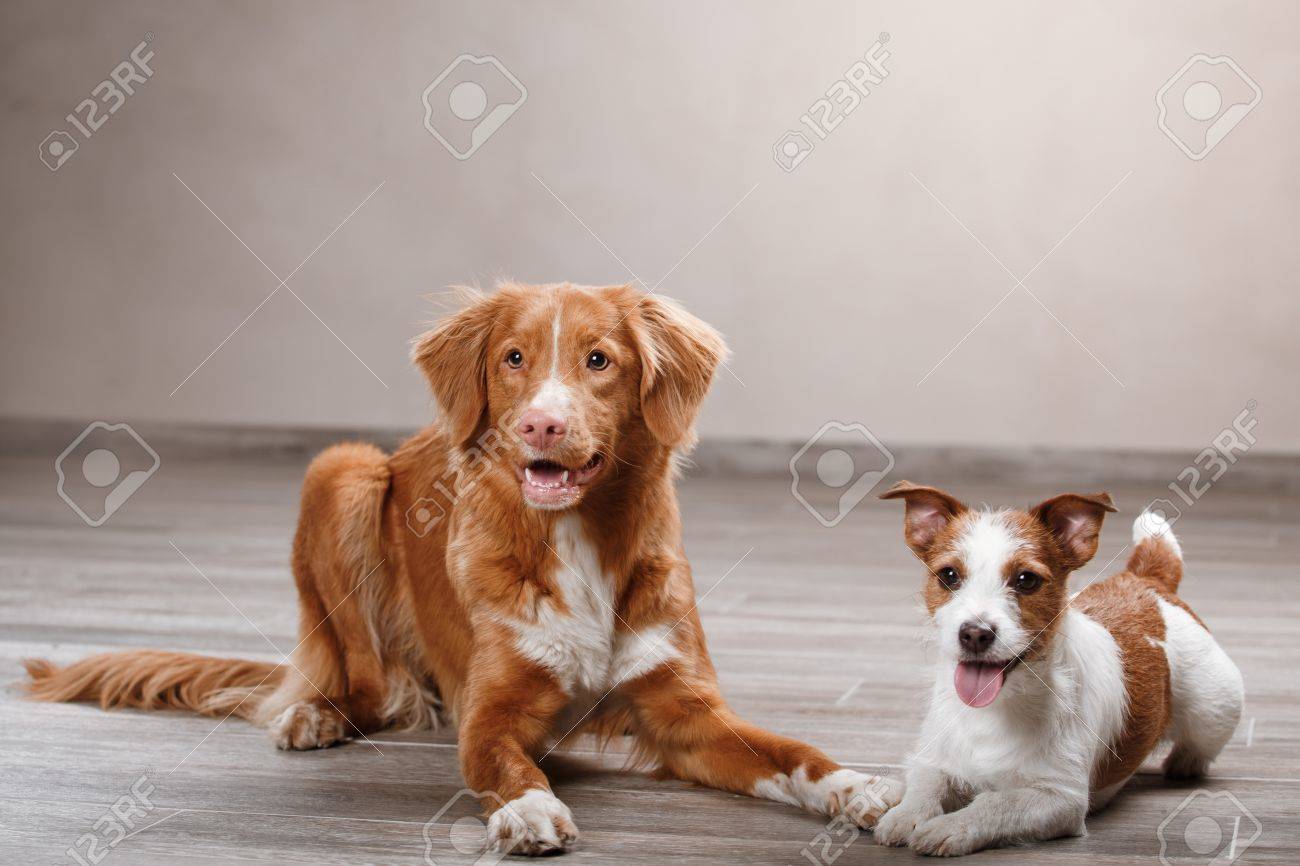 Dogs jack russell terrier and dog nova scotia duck tolling retriever portrait dog on a studio color background stock photo picture and royalty free image image