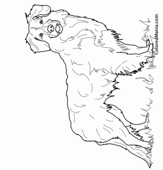 Colorear perro retriever de nueva escocia animales domãsticos dibujo para colorear gratis