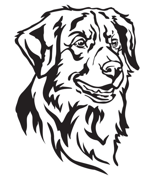 Retriever de nueva escocia over royalty
