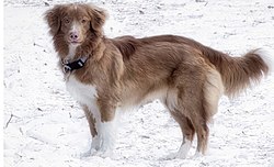 Nova scotia duck tolling retriever