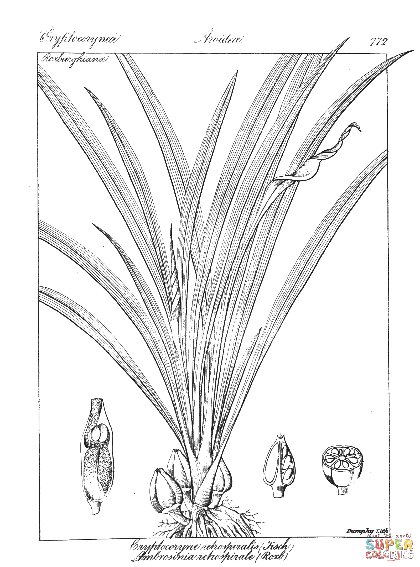 Cryptocoryne retrospiralis and ambrosinia retrospirale coloring page free printable coloring pages