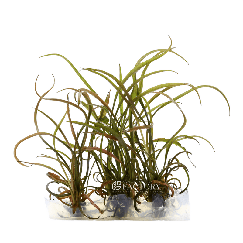 Cryptocoryne retrospiralis tissue culture aquarium plants factory