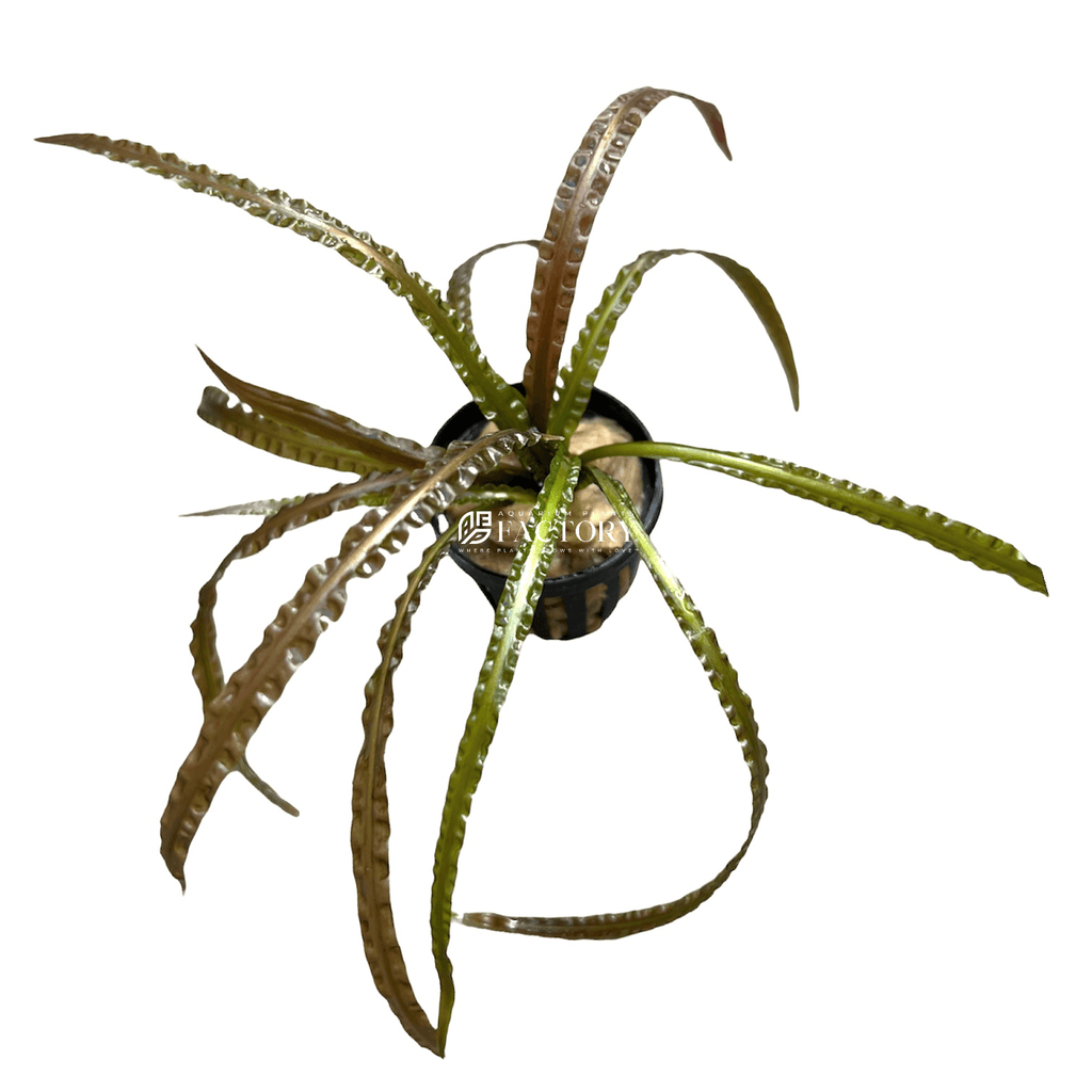 Cryptocoryne retrospiralis apf aquarium plants factory