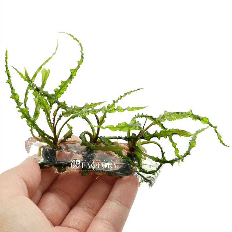 Cryptocoryne retrospiralis tissue culture aquarium plants factory