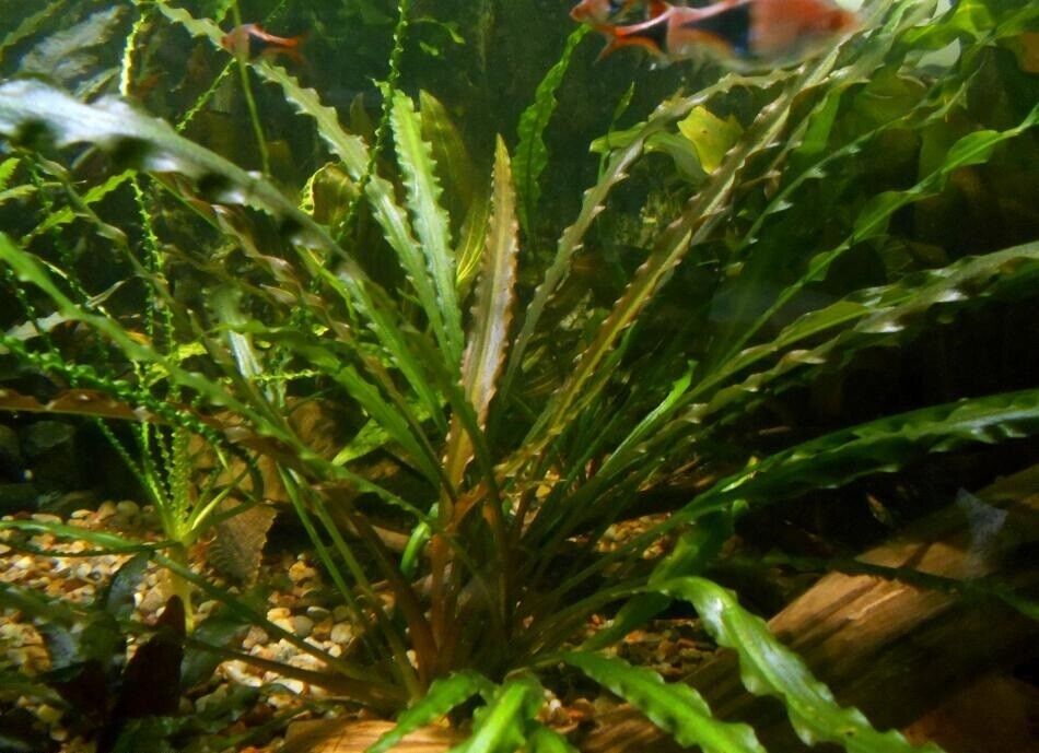 Potted cryptocoryne retrospiralis live aquarium plants planted tank buygetfree