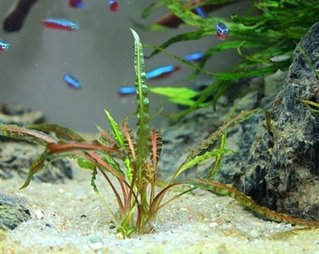 Fountain cryptocoryne cryptocoryne retrospiralis for sale my home nature