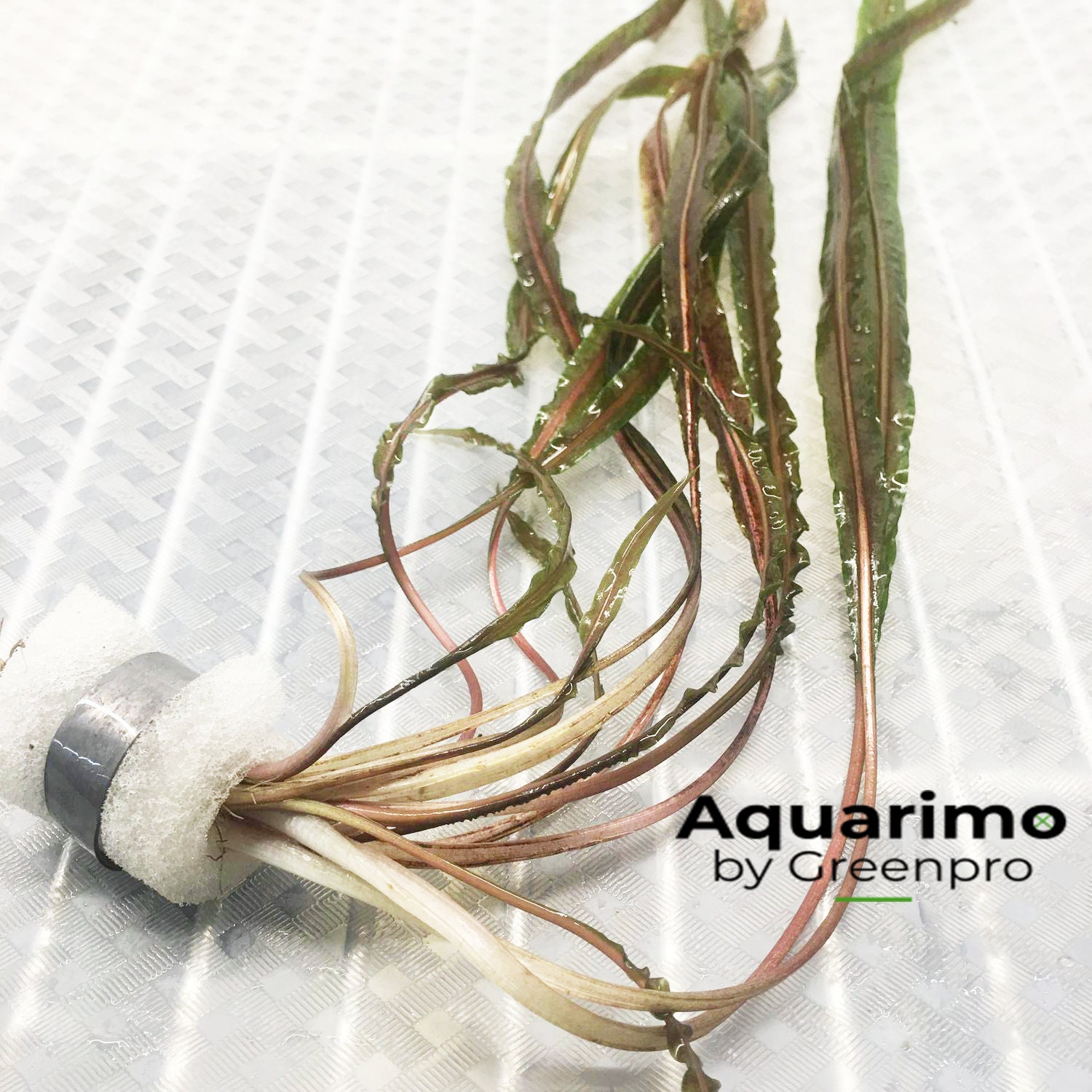 Tall cryptocoryne retrospiralis bundle freshwater aquarium plant decoration tank