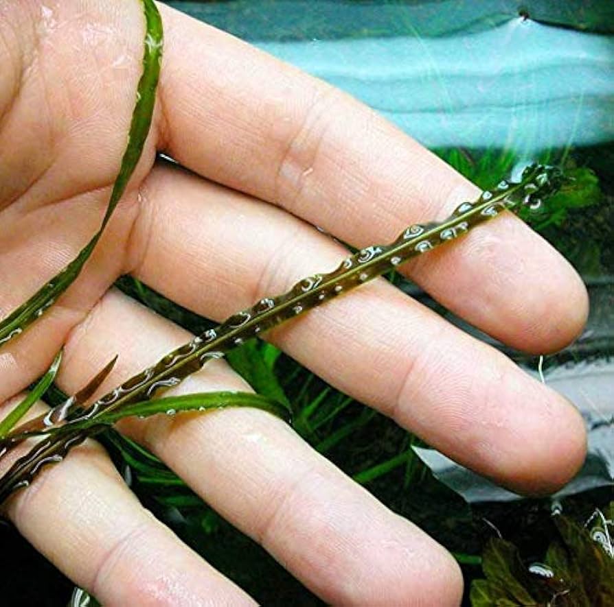 Cryptocoryne retrospiralis rooted bundle freshwater live aquarium plants decoration pet supplies