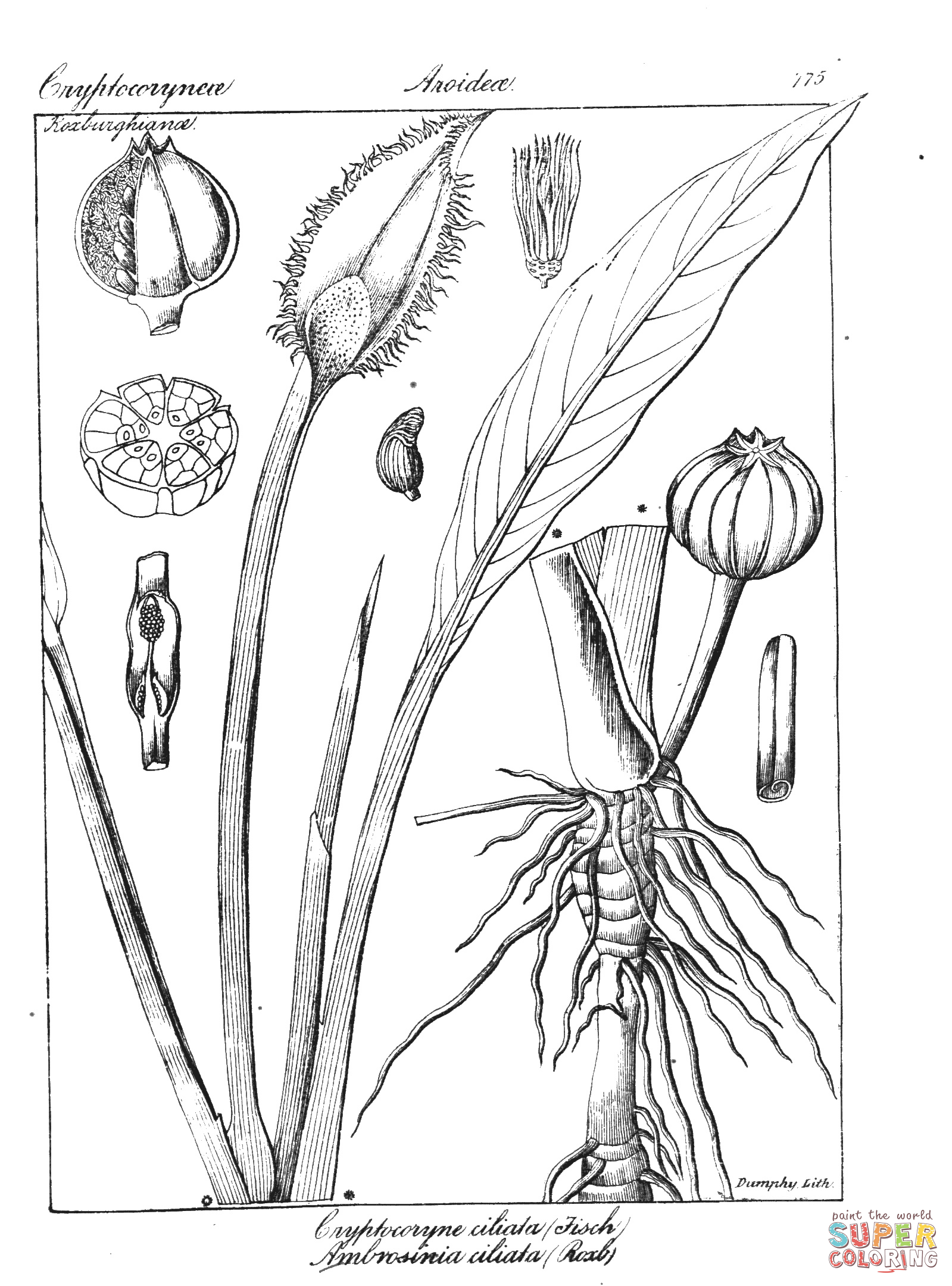 Cryptocoryne ciliata and ambrosinia ciliata coloring page free printable coloring pages