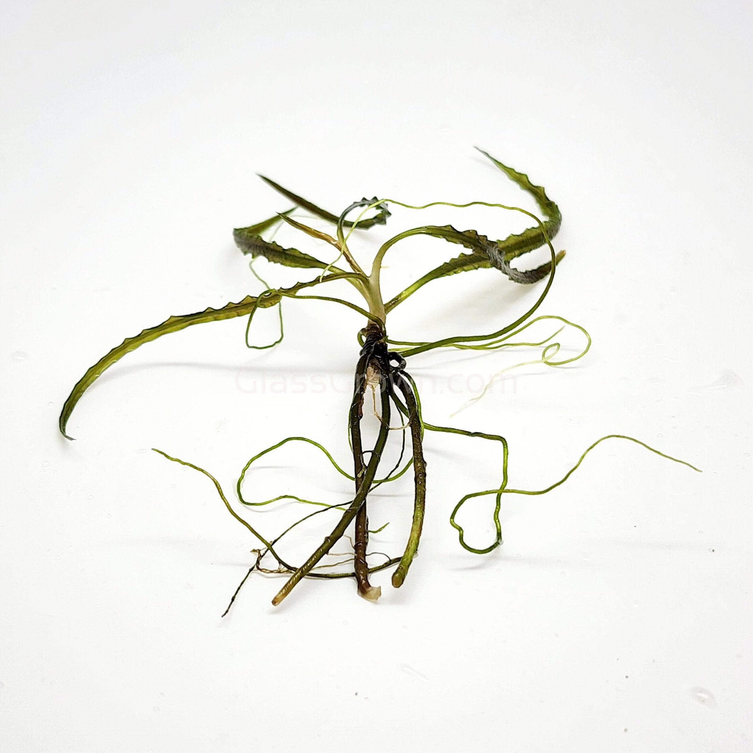 Cryptocoryne retrospiralis â glass grown aquatics