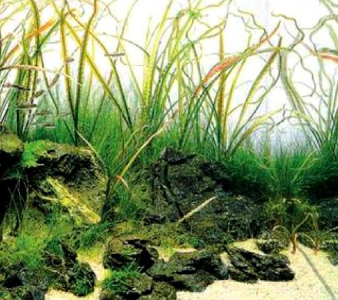 Cryptocoryne retrospiralis bunch crypt spiralis live aquarium plant rare wendtii