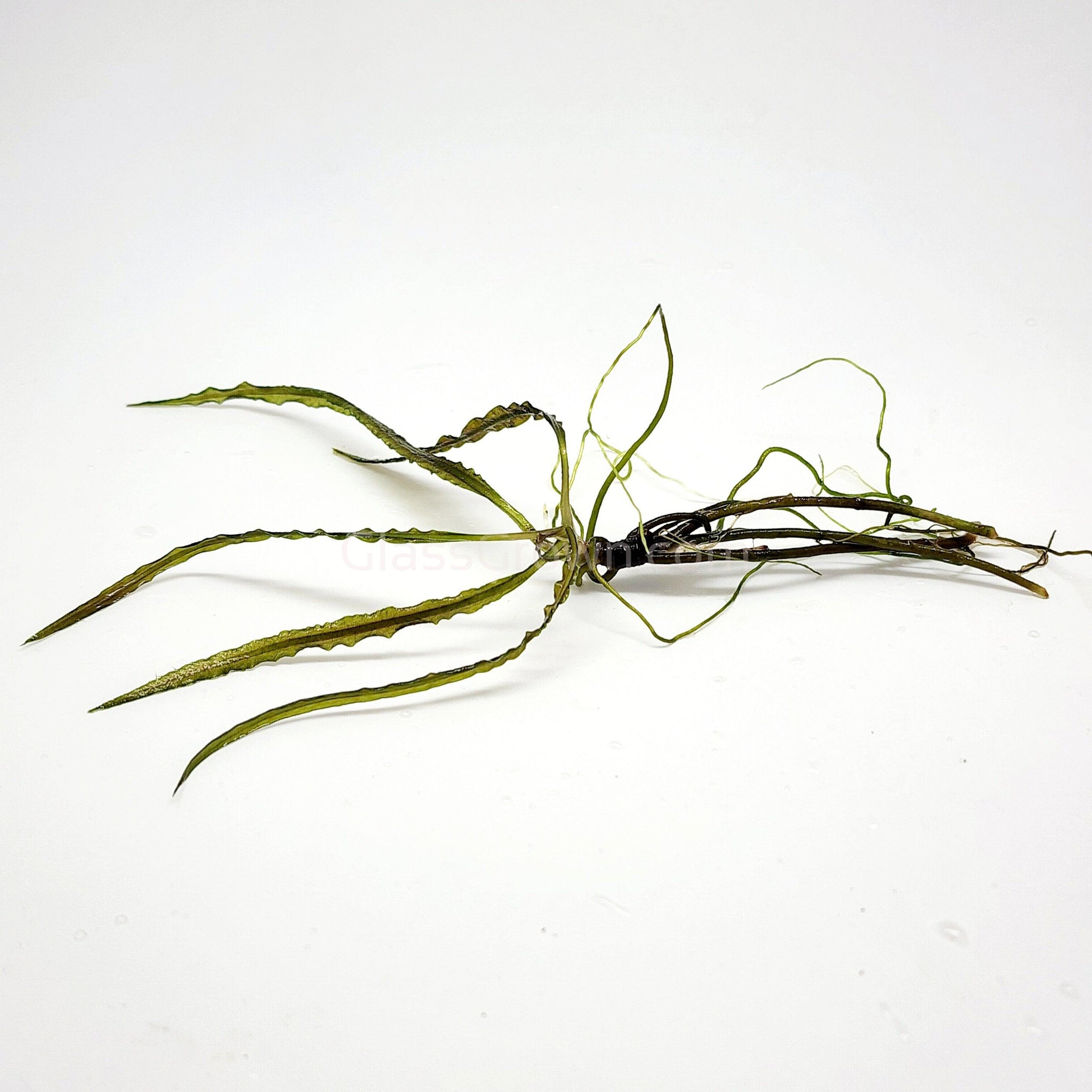 Cryptocoryne retrospiralis â glass grown aquatics