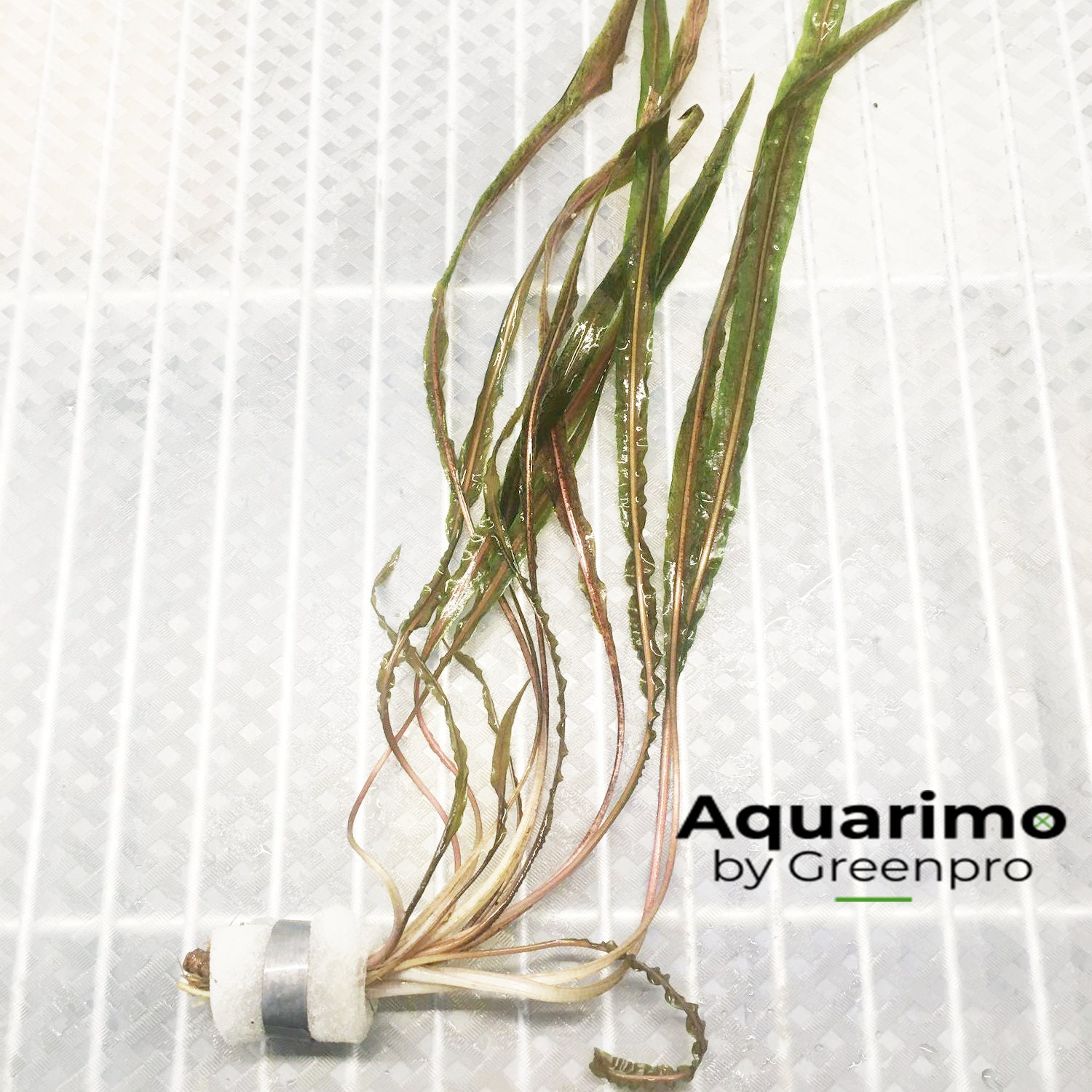 Tall cryptocoryne retrospiralis bundle freshwater aquarium plant decoration tank