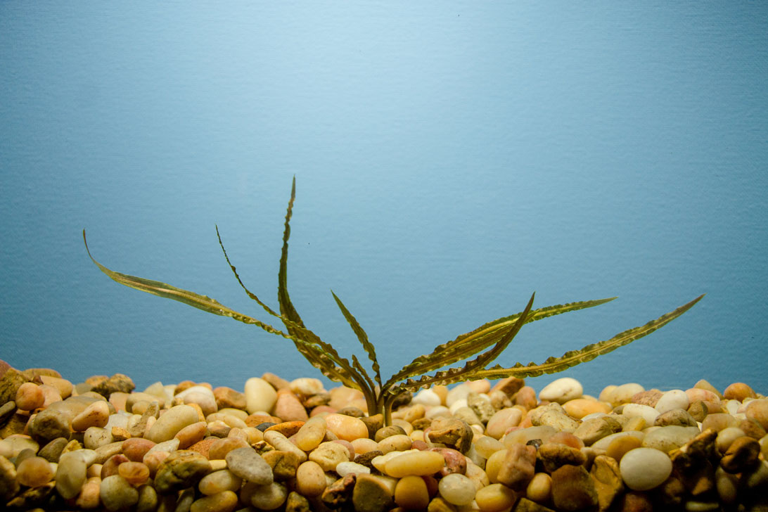 Cryptocoryne retrospiralis bare root