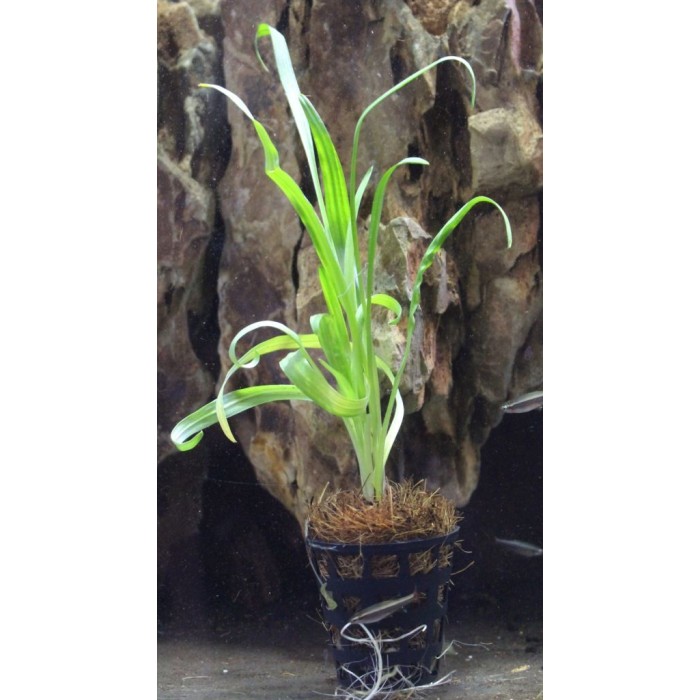 Cryptocoryne retrospiralis by www