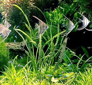 Cryptocoryne retrospiralis rooted bundle freshwater live aquarium plants decoration pet supplies