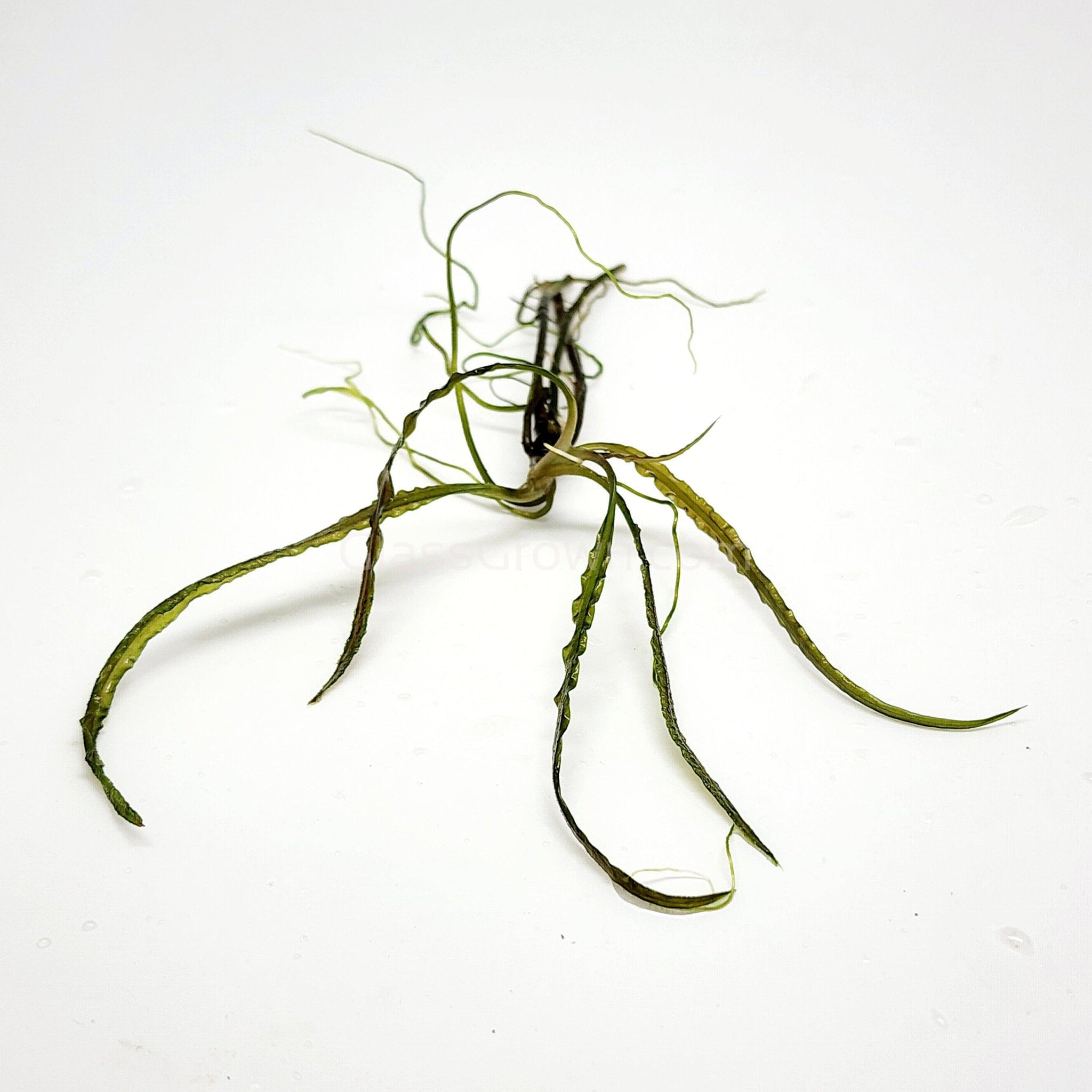 Cryptocoryne retrospiralis â glass grown aquatics