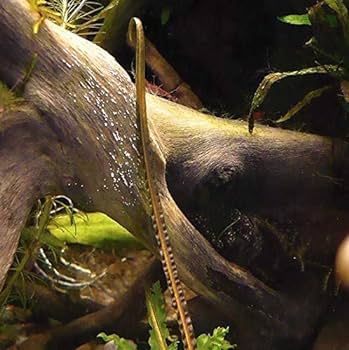 Cryptocoryne retrospiralis rooted bundle freshwater live aquarium plants decoration pet supplies