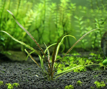 Fountain cryptocoryne cryptocoryne retrospiralis for sale my home nature