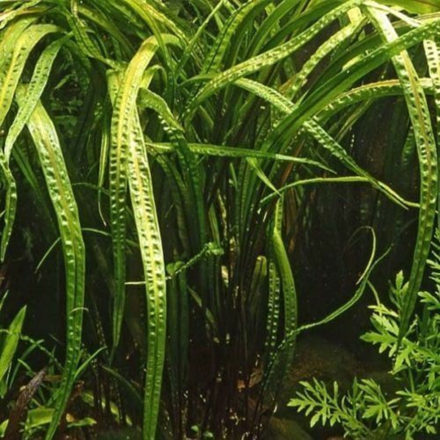 Cryptocoryne retrospiralis bundle pack tropical aquarium live brown tall plant