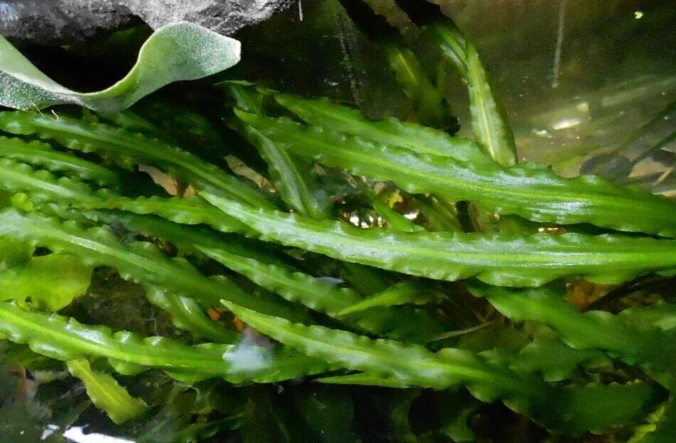 Potted cryptocoryne retrospiralis live aquarium plants planted tank buygetfree